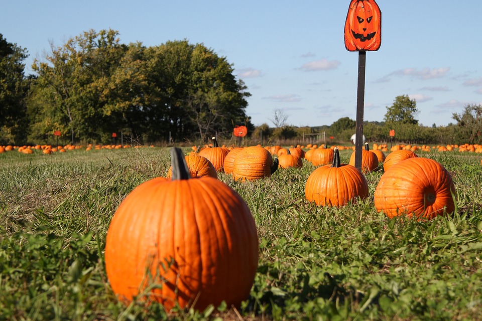45 of Indianas Pumpkin Patches