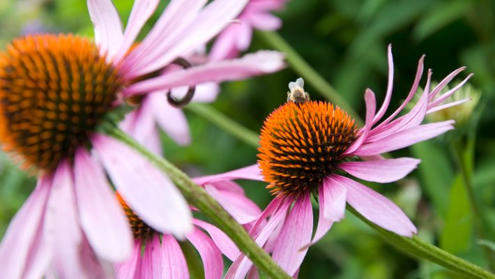 How To Create a Bee Friendly Lawn