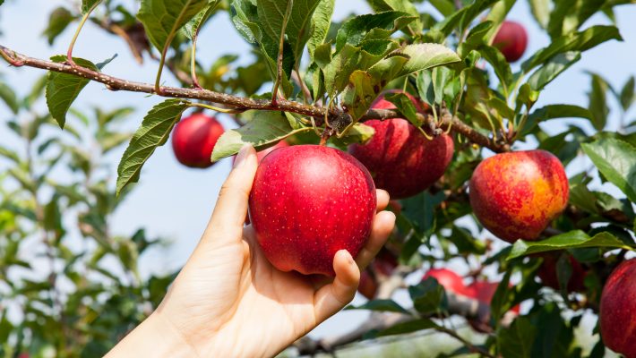 Indiana Apple Orchards to Pick Your Own Apples 2