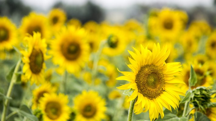 U Pick Sunflower Fields in Indiana