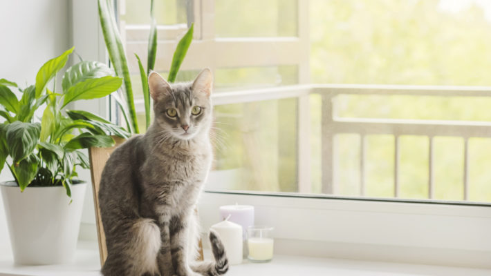 Pet-Friendly Houseplants to Beautify Your Home
